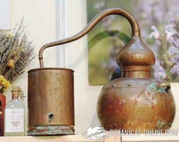still obtaining essential oil
