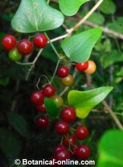 Sarsaparilla with fruits